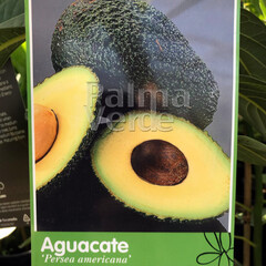 Eetbare tuin-edible garden Persea americana - Avocatier