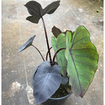 Blad-leaf Colocasia esculenta Black Magic - Oreille d'éléphant