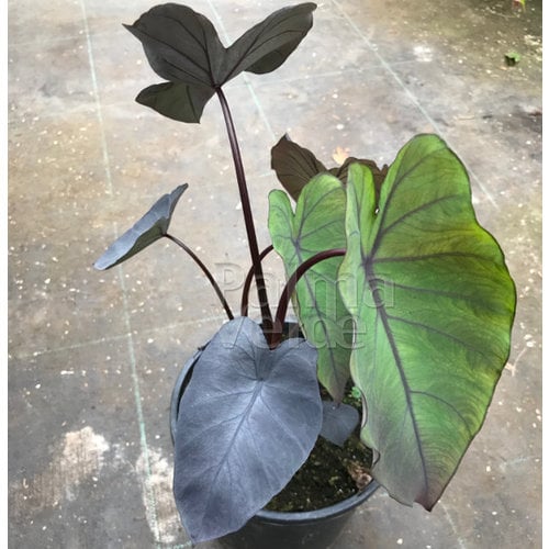 Blad-leaf Colocasia esculenta Black Magic - Elephant Ear