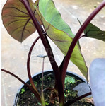 Blad-leaf Colocasia esculenta Black Magic - Elephant Ear