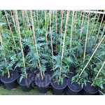 Eetbare tuin-edible garden Schinus molle - Peruvian pepper tree