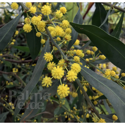 Bloemen-flowers Acacia retinodes - Mimosa der vier seizoenen