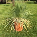 Woestijn-desert Yucca rostrata