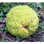 Bomen-trees Maclura pomifera Cannonball - Oranger des Osages