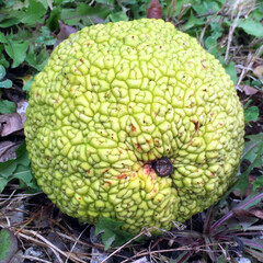 Bomen-trees Maclura pomifera Cannonball - Osage thorn