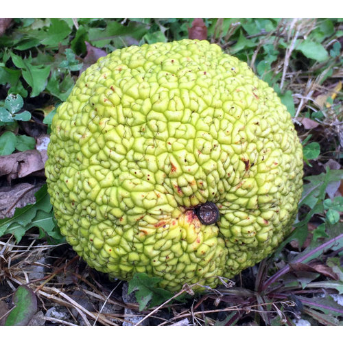 Bomen-trees Maclura pomifera Cannonball - Osage thorn