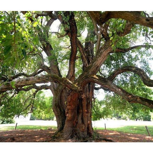 Bomen-trees Maclura pomifera Cannonball - Osage thorn