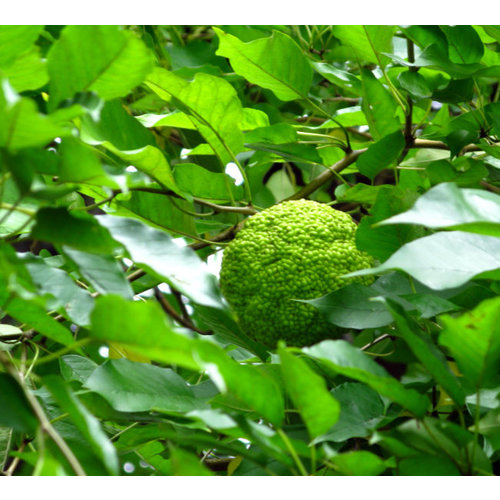 Bomen-trees Maclura pomifera Cannonball - Osage thorn