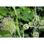 Bomen-trees Maclura pomifera Cannonball - Osage thorn