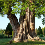 Bomen-trees Maclura pomifera Cannonball - Osage thorn