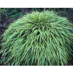 Siergrassen - Ornamental Grasses Hakonechloa macra Albostriata
