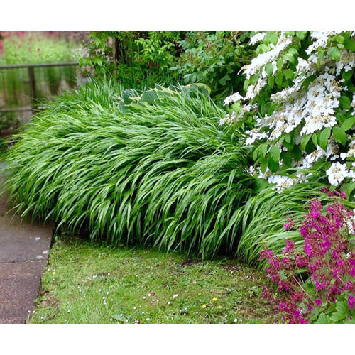 Siergrassen - Ornamental Grasses Hakonechloa macra Albostriata