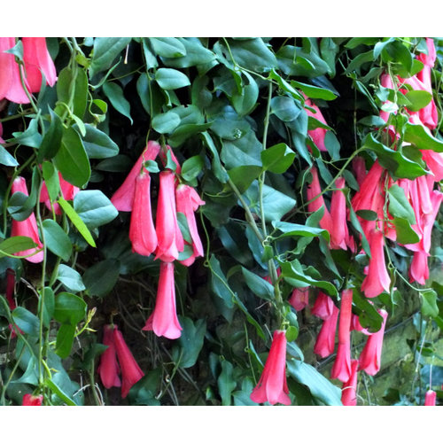 Bloemen-flowers Lapageria rosea