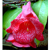 Bloemen-flowers Lapageria rosea - Copihue
