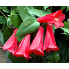 Bloemen-flowers Lapageria rosea - Chilean bellflower
