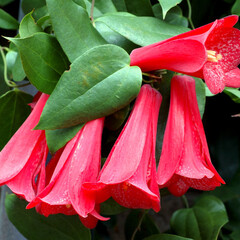 Bloemen-flowers Lapageria rosea - Copihue