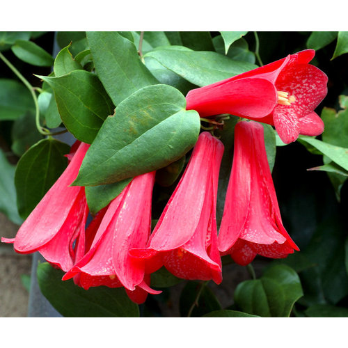 Bloemen-flowers Lapageria rosea