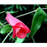 Bloemen-flowers Lapageria rosea