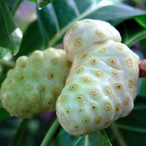 Eetbare tuin-edible garden Morinda citrifolia - Noni fruit