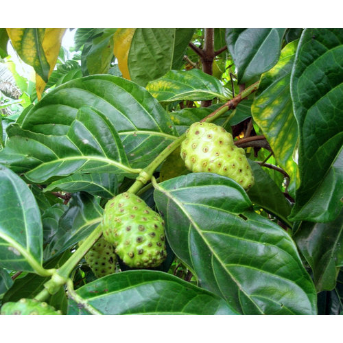 Eetbare tuin-edible garden Morinda citrifolia - Noni fruit