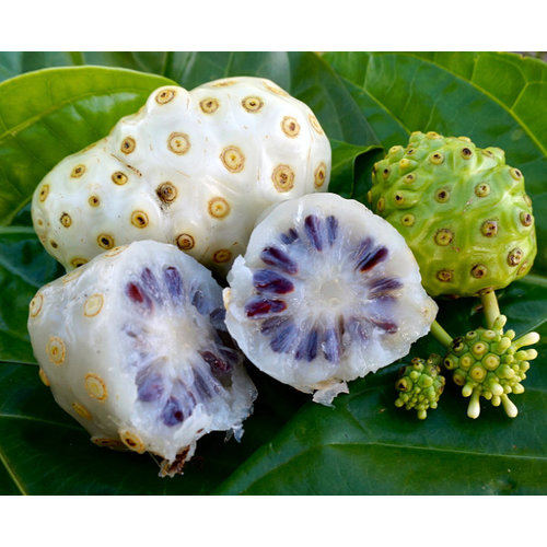 Eetbare tuin-edible garden Morinda citrifolia - Noni fruit