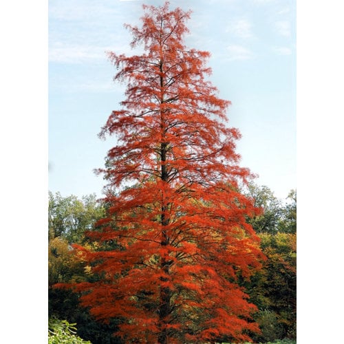 Bomen-trees Taxodium distichum - Bald cypress