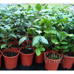 Eetbare tuin-edible garden Camellia sinensis - Theeplant - Groene thee - Oolong