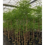 Eetbare tuin-edible garden Ziziphus jujuba - Jujubier commun