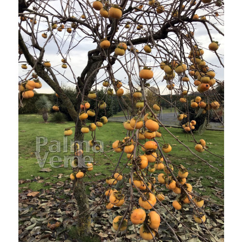 Eetbare tuin-edible garden Diospyros kaki - Sharonfruit - Persimmon