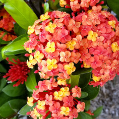 Bloemen-flowers Ixora chinensis - Chinese ixora