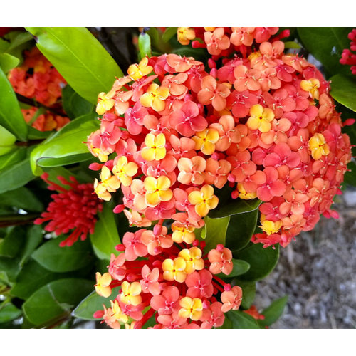 Bloemen-flowers Ixora chinensis