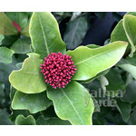 Bloemen-flowers Ixora chinensis