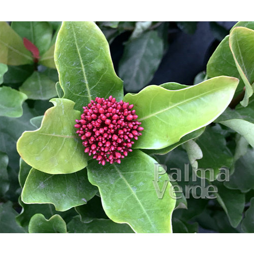 Bloemen-flowers Ixora chinensis - Chinese ixora