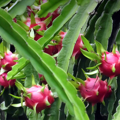 Woestijn-desert Hylocereus undatus - Pitaya - Drakenvrucht