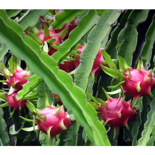 Woestijn-desert Hylocereus undatus - Pitaya - Dragon fruit