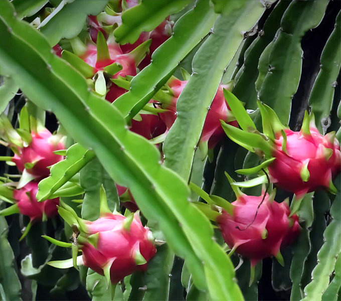 Rechtdoor Lot maagpijn Hylocereus undatus - Pitaya - Dragon fruit - Palma Verde Exoten V.O.F.