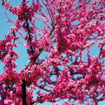 Bloemen-flowers Cercis canadensis - Amerikaanse Judasboom