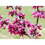 Bloemen-flowers Cercis canadensis - American Redbud tree