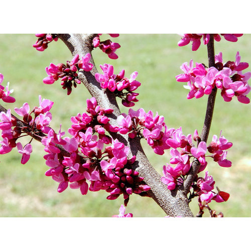 Bloemen-flowers Cercis canadensis - Amerikaanse Judasboom