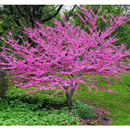 Bloemen-flowers Cercis canadensis - Amerikaanse Judasboom