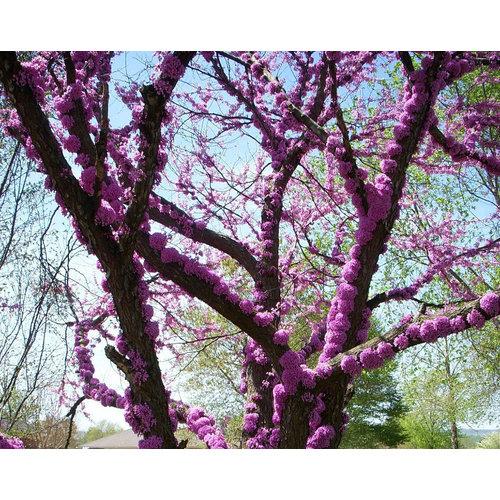 Bloemen-flowers Cercis canadensis - Amerikaanse Judasboom