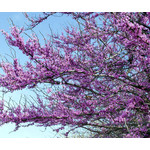 Bloemen-flowers Cercis canadensis - American Redbud tree
