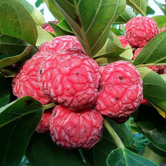 Eetbare tuin-edible garden Cudrania tricuspidata - Chinese strawberry tree