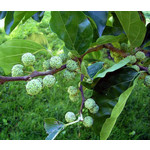 Eetbare tuin-edible garden Cudrania tricuspidata - L'arbousier chinois