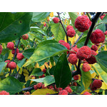 Eetbare tuin-edible garden Cudrania tricuspidata - L'arbousier chinois
