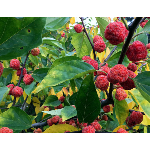 Eetbare tuin-edible garden Cudrania tricuspidata - L'arbousier chinois