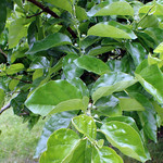 Eetbare tuin-edible garden Cudrania tricuspidata - Chinese strawberry tree