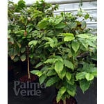 Eetbare tuin-edible garden Coffea arabica - Coffee plant