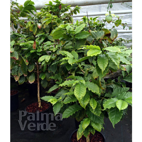 Eetbare tuin-edible garden Coffea arabica - Coffee plant