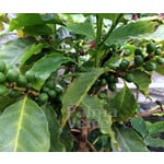 Eetbare tuin-edible garden Coffea arabica - Coffee plant